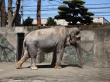 ★動物園がもっと好きになる♪目からウロコの見学ツアー★in井の頭