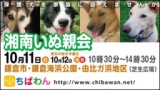 保護犬を家族に迎える譲渡会「ちばわん　湘南いぬ親会」