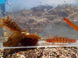 磯の生きもの発見ツアー