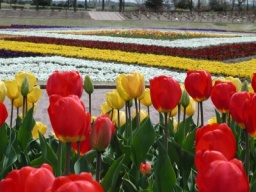 春の草花まつり