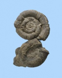 大阪市立自然史博物館特別展普及講演会「アラスカ発、大阪のアンモナイト」