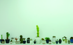 喋る、響く、植物の声。-The VOICE of Plant-