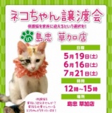 ネコちゃん譲渡会