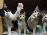 犬と猫の譲渡会in神奈川～可愛い犬猫が沢山参加します！～