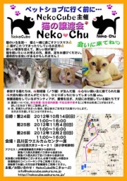 猫の譲渡会