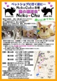 猫の譲渡会