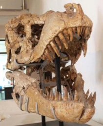 特別展「発掘！モンゴル恐竜化石展」