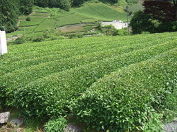清沢ふるさと祭りと山里の冬支度体験
