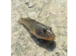 【8/10(土)】 アリオ鷲宮王国 2013 大夏祭り「釣り堀」