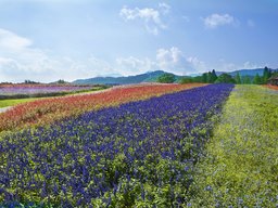 2015 セージフェスタ ～メナード青山リゾート～