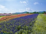 2015 セージフェスタ ～メナード青山リゾート～