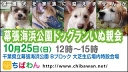 保護犬を家族に迎える譲渡会「ちばわん 幕張海浜公園ドッグランいぬ親会」