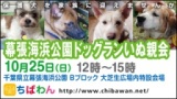 保護犬を家族に迎える譲渡会「ちばわん　幕張海浜公園ドッグランいぬ親会」