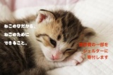 ねこの日だから。♡を送ろうねこせっけん。