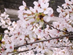 参加者募集!4/3 春だ!桜だ!お寺でお花見婚活しよう!inプチひらコン