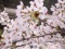 参加者募集！4/3 春だ！桜だ！お寺でお花見婚活しよう！inプチひらコン