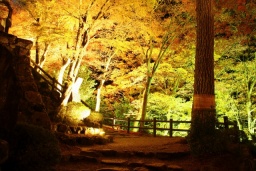 岐阜県　郡上八幡　八幡城園内特別ライトアップ