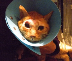 山猫庵オープンハウス・チャリティバザー