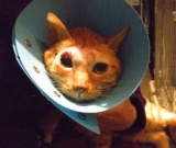 山猫庵オープンハウス・チャリティバザー