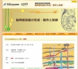 さきがけ「脳神経回路の形成・動作と制御」