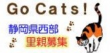 猫ちゃん譲る会