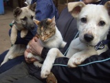 NPO法人犬と猫のためのライフボート～子犬子猫の里親募集中～