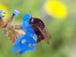 子どもワークショップ「かいて・あつめて　ハチずかん」