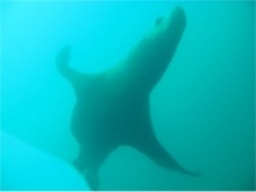 北海道 積丹 トド ウォッチング ダイビング