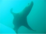 北海道　積丹　トド　ウォッチング　ダイビング