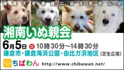 保護犬を家族に迎える譲渡会「ちばわん　湘南いぬ親会」