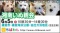 保護犬を家族に迎える譲渡会「ちばわん　湘南いぬ親会」