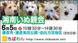 保護犬を家族に迎える譲渡会「ちばわん　湘南いぬ親会」