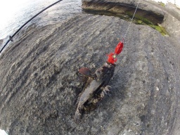 ロックフィッシュを狙え!! 穴釣り