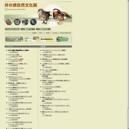 シリーズ井の頭自然文化園のカエル No.01もっとも身近にいるカエル、アズマヒキガエル