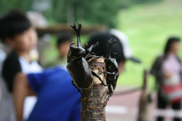 かぶとむしすもう大会