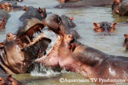 世界自然・野生生物映像祭in名古屋