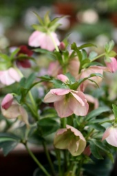 クリスマスローズ展