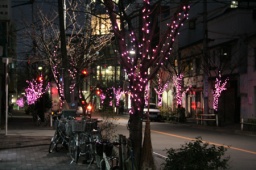 冬の一葉桜まつりイルミネーションセール