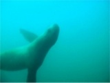 北海道　積丹　トド　ウォッチング　ダイビング2014/01/19