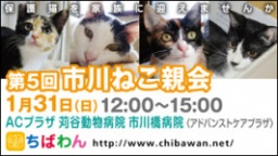 保護猫を家族に迎える譲渡会「ちばわん　市川ねこ親会」