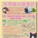 天売猫の譲渡会