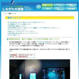 冬の特別展示「東京湾にすむイカたち」