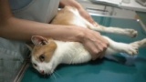 山猫庵チャリティバザー　