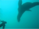 北海道　積丹　トド　ウォッチング　ダイビング2014/01/25