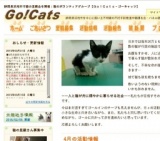 子猫・若猫譲る会