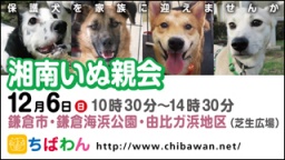 保護犬を家族に迎える譲渡会「ちばわん 湘南いぬ親会」