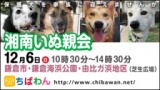 保護犬を家族に迎える譲渡会「ちばわん　湘南いぬ親会」