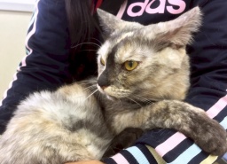 6月18日(日)猫の譲渡会 みなと猫の会