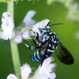 ミニワークショップ「びっくり!どっきり!ムシのもよう」