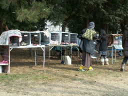 犬猫譲渡会　by ねこわんこ